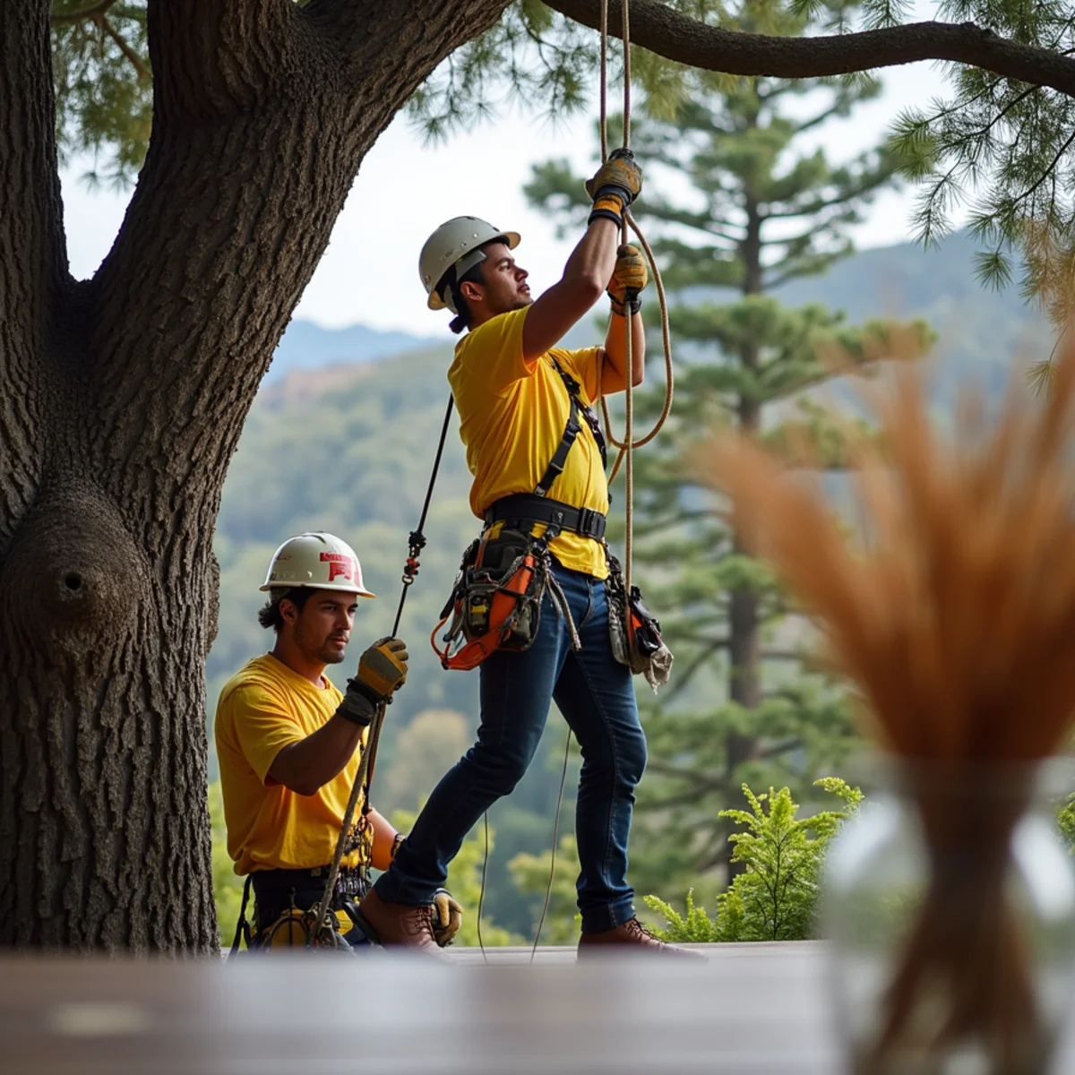 Hillside eucalyptus pruning protecting deck architecture in El Granada
